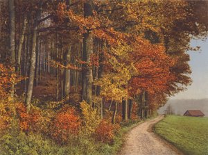 Švýcarsko: Autumn Woods (barevné foto)
