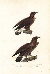 Orel skalní, Aquila chrysaetos.