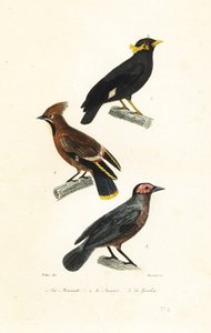 Hill myna, brkoslav český a coleto.