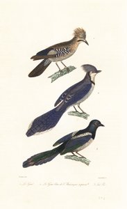 Jay, blue jay a straka.