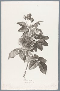 francouzské roos Rose de Provins / Rosa Gallica L. (název na objektu) Květiny čerpané z přírody (...) (název série)