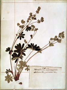 Alchemilla, z herbáře (lisované květy)