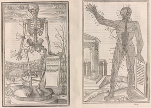O pitvě částí lidského těla, kniha třetí, 1545 od Jean Jollat