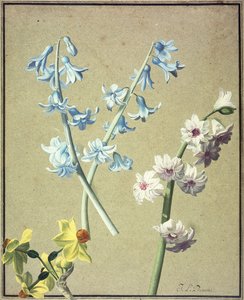 Modrý a levandulový hyacint a žlutý narcis, kolem roku 1805