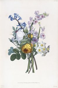 Narcisi, Rosa, Hyacynth, 1805