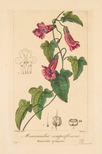 Flora pro zahrádkáře, fandy a výrobce: Maurandia semperflorens od Jean Pierre Frederic Barrois
