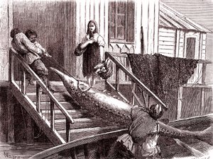 Rybolov jesetera na řece Volze, Rusko. 1867 (rytina)