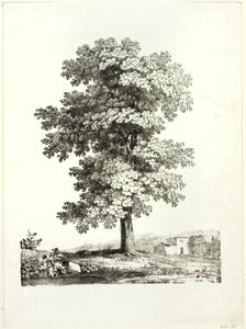 Studie stromu od Jean Victor Bertin