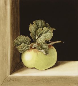 Apple (wc na papíře)