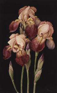 Irises, 2004 (wc na papíře)