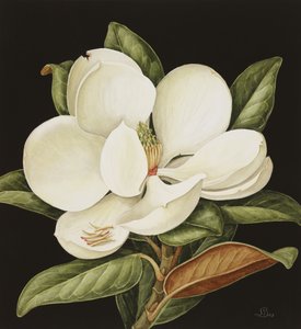 Magnolia Grandiflora, 2003 (wc na papíře)