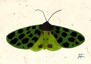 Tygří můra, 2024 (akvarel na papíře) od Jenny Frean
