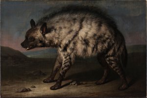 Hyena ve zvěřinci na zámku Frederiksberg od Jens Juel