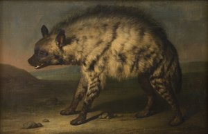 Hyena ve zvěřinci na zámku Frederiksberg od Jens Juel