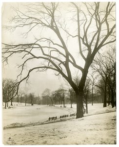 Boston Common & žabí jezírko, podle stromu, Boston, USA, cca 1902-10 (želatinová stříbrná fotografie) od Jessie Tarbox Beals