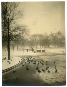 Společný s holuby, Boston, USA, kolem 1902-10 od Jessie Tarbox Beals