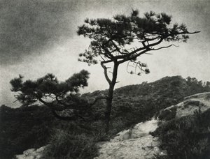 Slavný Torrey Pines od Jessie Tarbox Beals