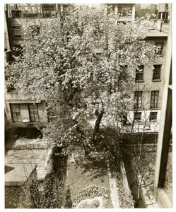 Paní W H Wells 265 W 11 od Jessie Tarbox Beals