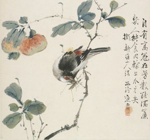 Čínský Hwamei jí kobylku, 1857