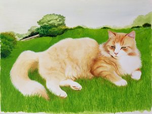 Ginger Cat v poli