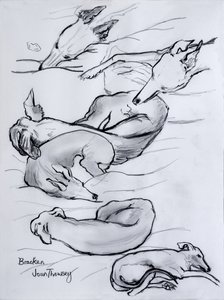 Bracken, the whippet, 2000, (tužka) od Joan Thewsey