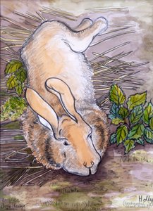 Holly, the Giant Continental Rabbit, 2002, (tužka a akvarel) od Joan Thewsey