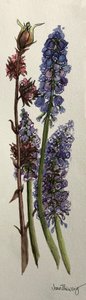 Muscari a Viburnum bodnantense (akvarel) od Joan Thewsey