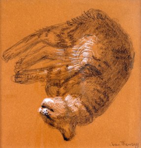 Sleeping Tabby Cat, 2005, (grafit a bílý pastel) od Joan Thewsey