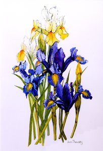 Tři fialové a dva žluté kosatce s poupaty,2010,akvarel od Joan Thewsey