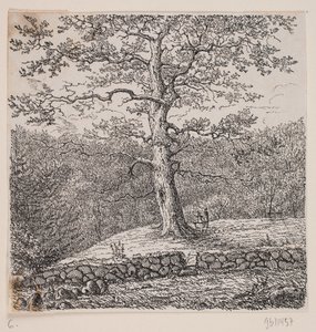 Dub Nielse Ebbesena v Nørreris od Johan Aagaard