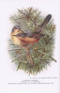 Dartford Warblers, Nature in Britain publikoval Collins, 1946