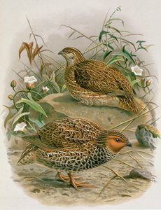 Křepelka novozélandská, ilustrace z knihy W. L. Bullera "A History of the Birds of New Zealand", 1887-88 (chromolit)