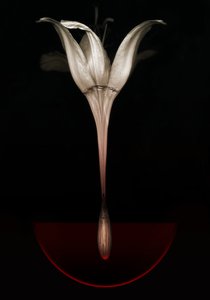 Krvácející lilie, 2013 (fotografie) od Johan Lilja