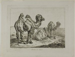 Dromedár a velbloud od Johann Adam Klein