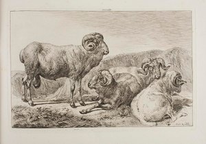 Merino berani od Johann Adam Klein