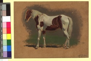 Pferdestudie od Johann Adam Klein