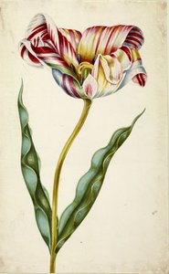 Tulipán, c. 1660. od Johann Bartholomäus Braun