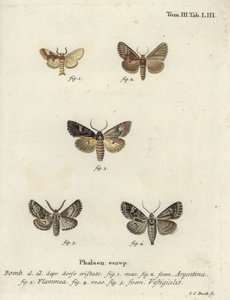 Argentina, plamenný brokát a lukostřelec. od Johann Carl Bock