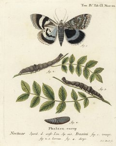 Modrý podkřídlý ​​můra nebo Clifden nonpareil, Catocala fraxini. Ručně kolorovaná mědirytina od Johanna Carla Bocka podle Eugenia Johanna Christopha Espera Motýli v ilustracích z přírody, Erlangen od Johann Carl Bock