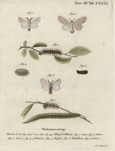Můra hnědoocasá, Euproctis chrysorrhoea. od Johann Carl Bock