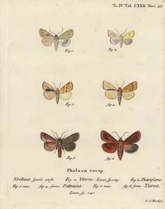 zelená Burrenova, Calamia tridens 1, slézová, Xanthia icteritia 2, úhlově pruhovaná, Enargia paleacea 3,4, a dvojitá, Mythimna turca 5,6. Ručně kolorovaná mědirytina Johanna Carla Bocka podle knihy Eugenia Johanna Christopha Espera Die Schmetterlinge.