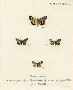 Catocala hymenaea 1, Amerila puella 2,3 a Isturgia famula moths 4. Ručně kolorovaná mědirytina Johanna Carla Bocka podle knihy Eugenia Johanna Christopha Espera Die Schmetterlinge in Abbildungen nach der Natur, Erlangen. od Johann Carl Bock