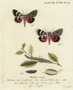 Catocala pacta můra. Ručně kolorovaná mědirytina od Johanna Carla Bocka podle Eugenia Johanna Christopha Espera Motýli v ilustracích z přírody, Erlangen od Johann Carl Bock
