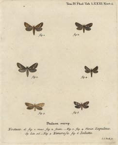 Motýl obecný, Korscheltellus lupulina 1-4, rorýs zlatý, Phymatopus hecta 5 a Pharmacis carna 6. Ručně kolorovaná mědirytina Johanna Carla Bocka podle knihy Eugenius Johann Christoph Esper The Butterflies in Pictures from Nature, Erlangen od Johann Carl Bock