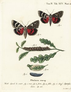 Tmavě karmínové spodní křídlo, Catocala sponsa. Ručně kolorovaná mědirytina od Johanna Carla Bocka podle knihy Eugenia Johanna Christopha Espera The Butterflies in Pictures from Nature, Erlangen od Johann Carl Bock