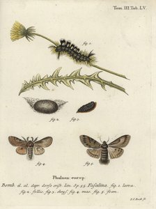 Temný trs, Dicallomera fascelina. od Johann Carl Bock