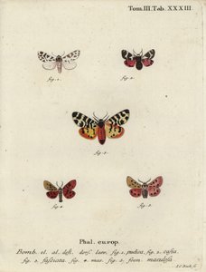 Diskrétní chaperon a tygří můry. od Johann Carl Bock