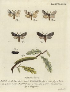 Můra Drymonia dodonaea. od Johann Carl Bock