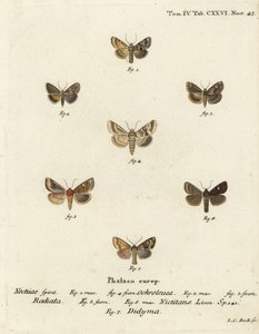 Žlutohnědý, Eremobia ochroleuca 1,4, Cynaeda dentalis 2,3, zavíječ ušatý, Amphipoea oculea 5,6 a rustikální, Mesapamea secalis 7. Ručně kolorovaná mědirytina Johanna Carla Bocka podle Eugenia Johanna Christopha Esperlinge v Die Schmetterlinge in Abbild od Johann Carl Bock