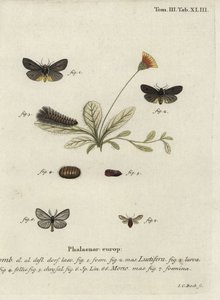Můry Epatolmis caesarea a Penthophera morio. od Johann Carl Bock